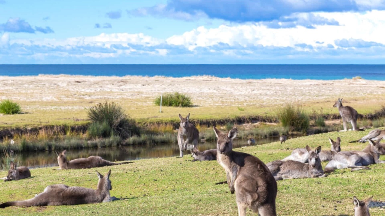 Photo of Others in Kioloa