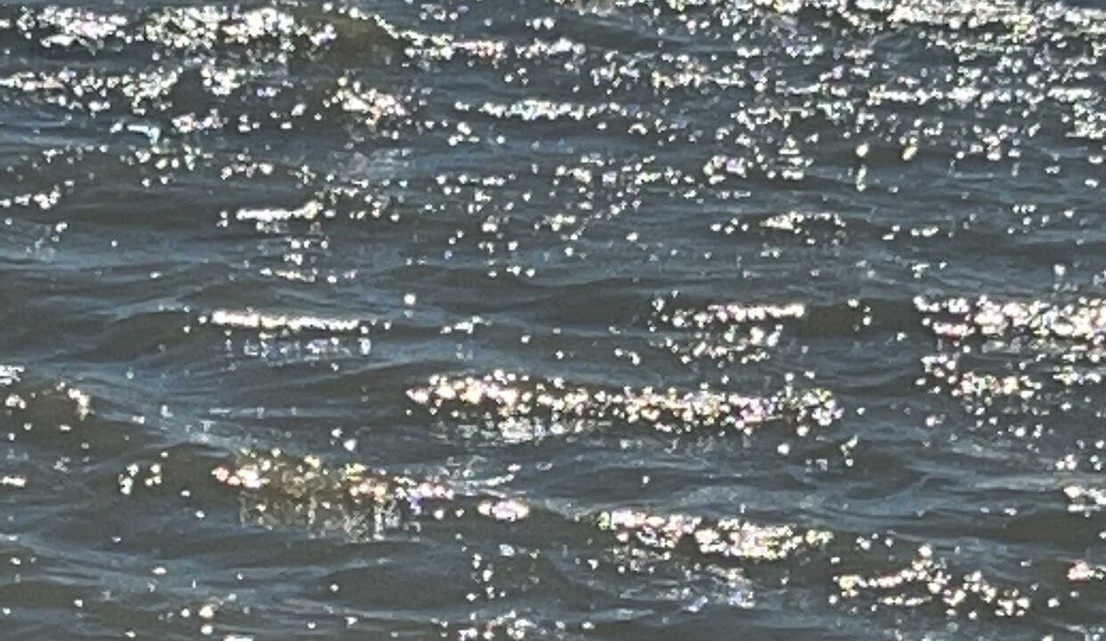 Photo of Others in North Beach