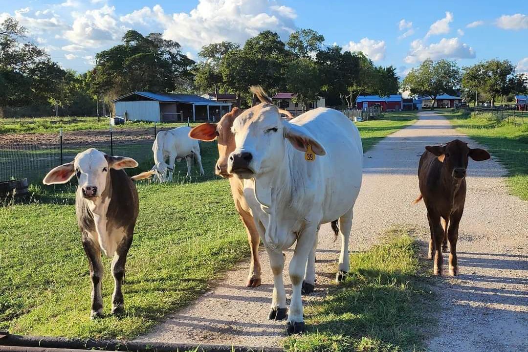 Photo of Others in Moulton