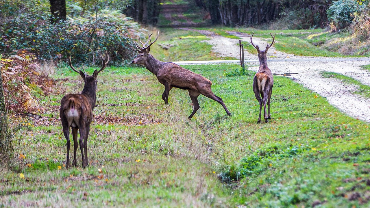 Photo of Others in Salbris