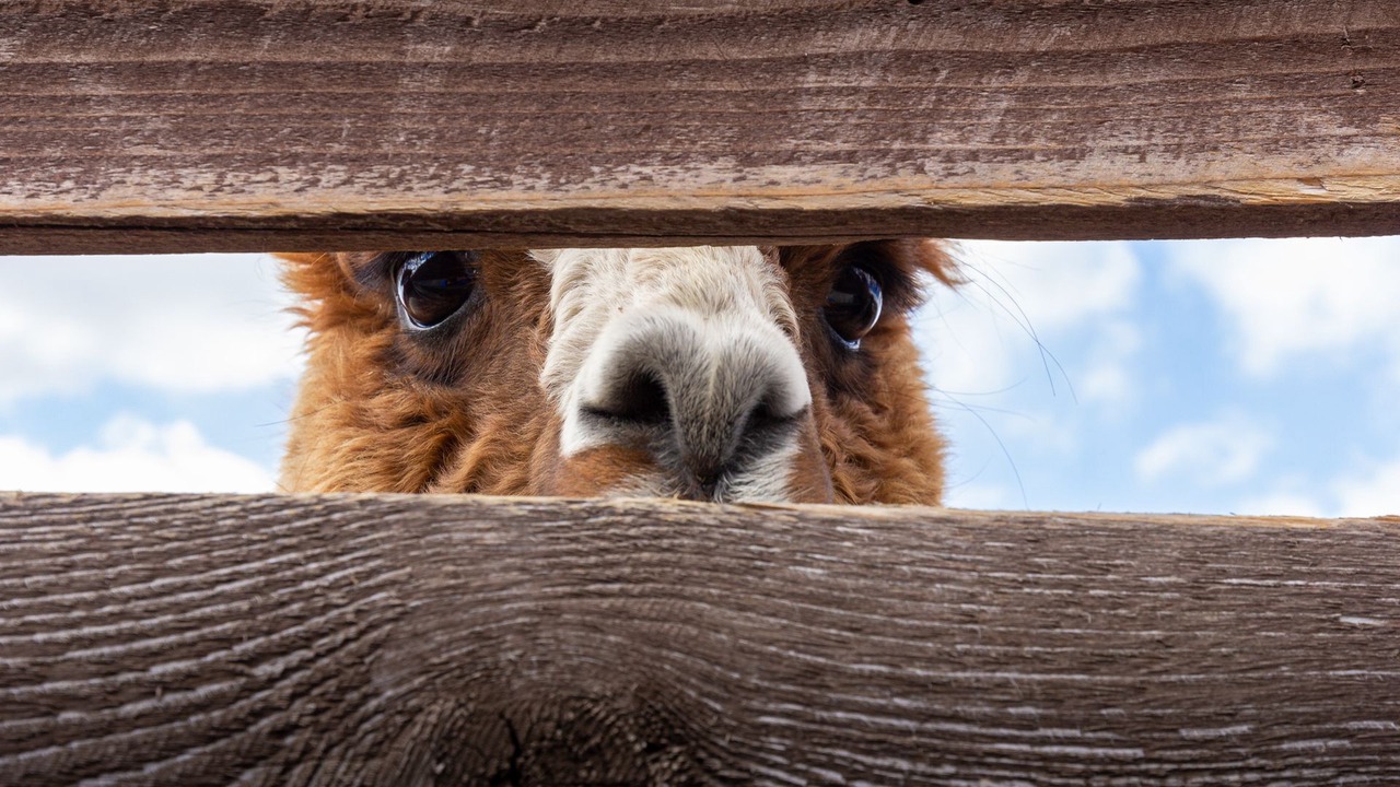 Photo of Others in Mount Irvine