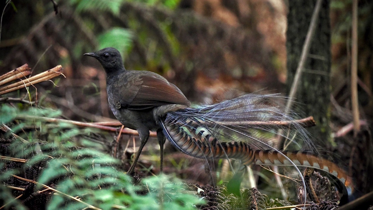 Photo of Outdoor in Mount Irvine