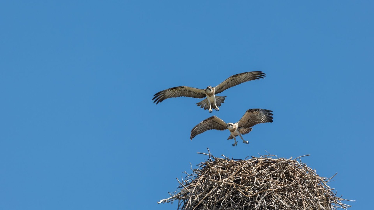 Photo of Others in Casuarina