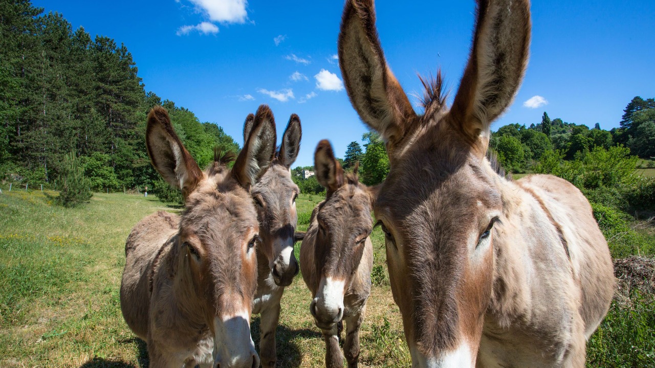 Photo of Others in Forcalquier