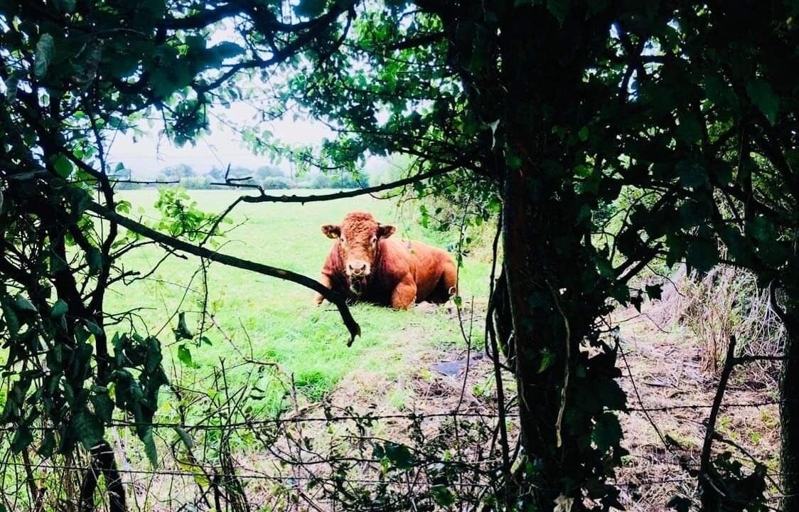 Photo of Outdoor in Cleeve