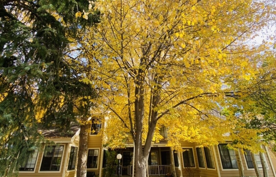 Photo of Outdoor in Gunbarrel