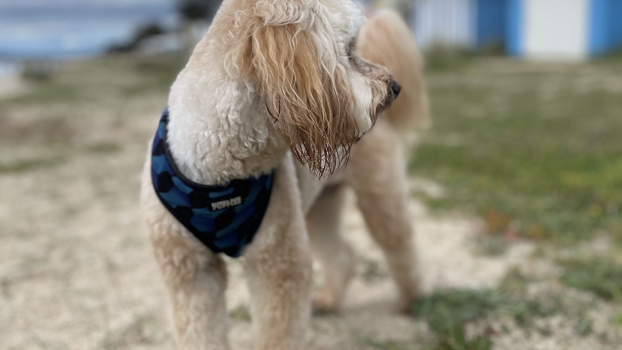 Photo of Others in Dromana