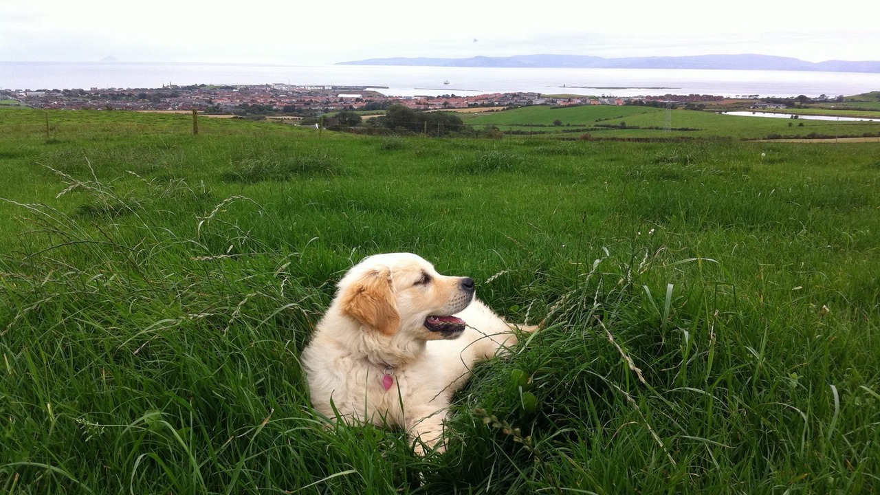 Photo of Others in Ardrossan