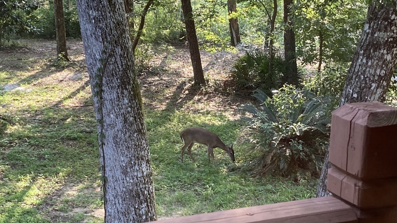 Photo of Others in Tallahassee