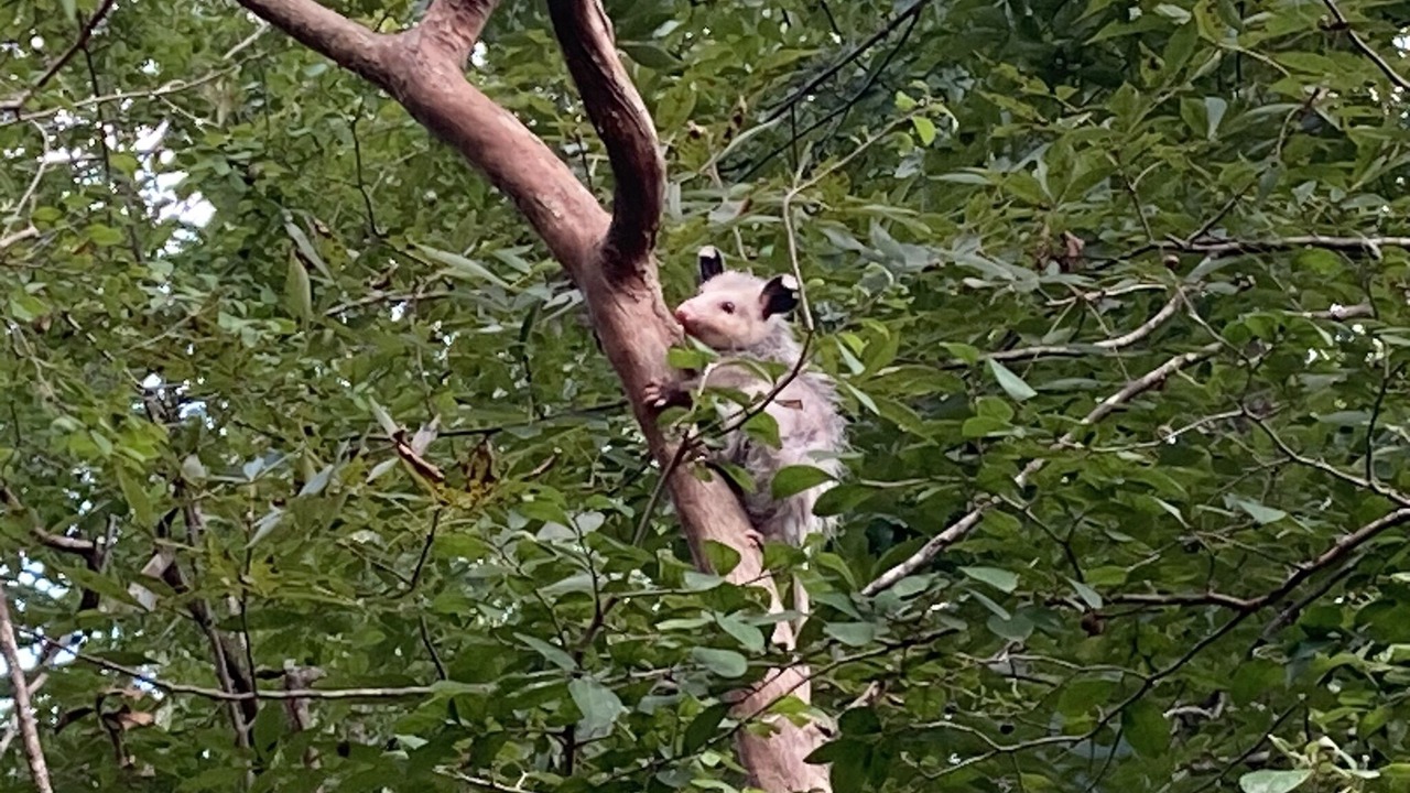 Photo of Others in Tallahassee