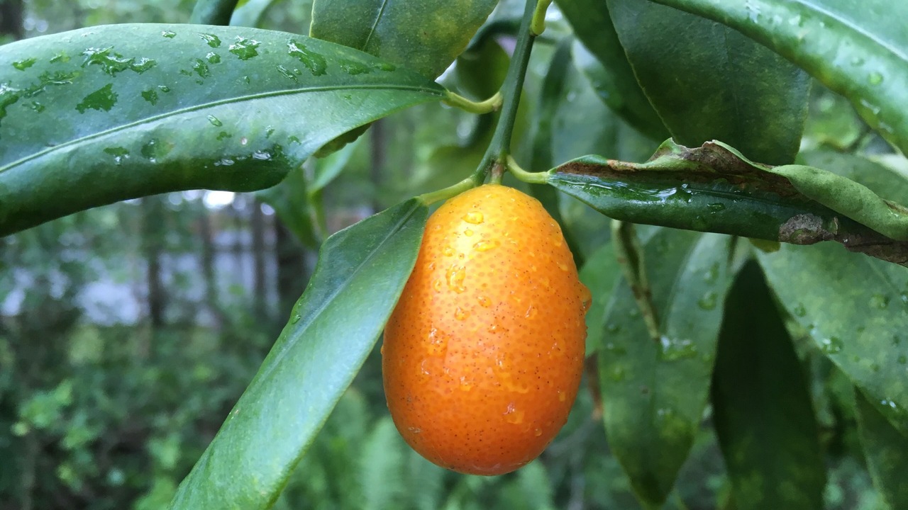 Photo of Others in Tallahassee