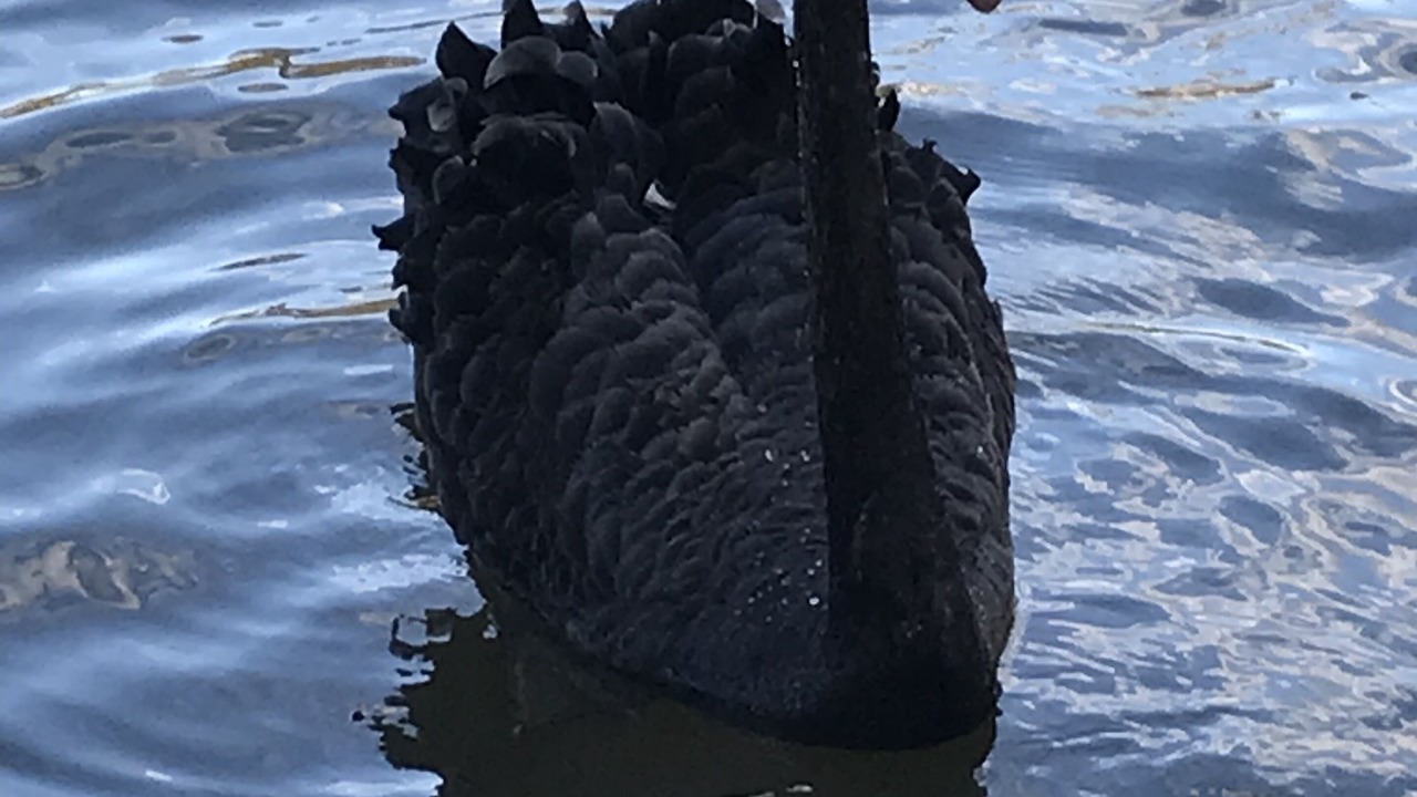 Photo of Others in Campbelltown