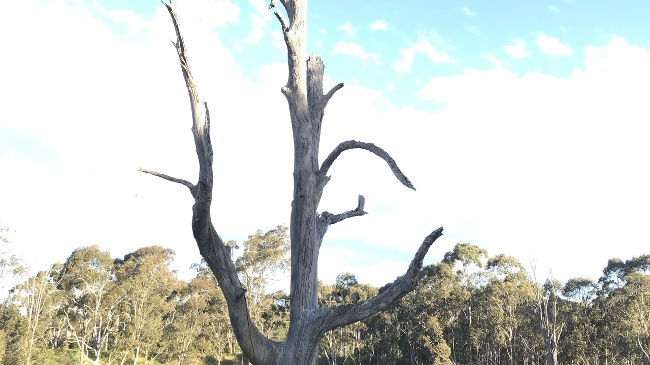 Photo of Others in Campbelltown