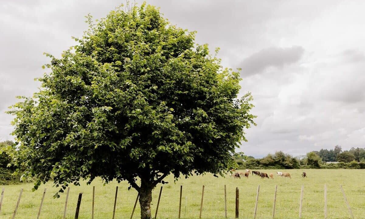 Photo of Others in Ohaupo