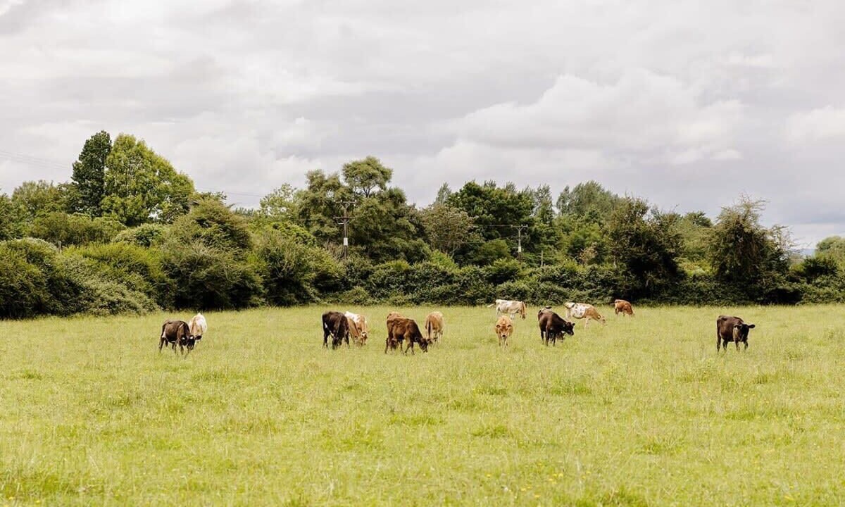Photo of Others in Ohaupo