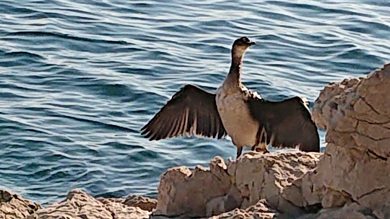 Photo of Others in Kostrena