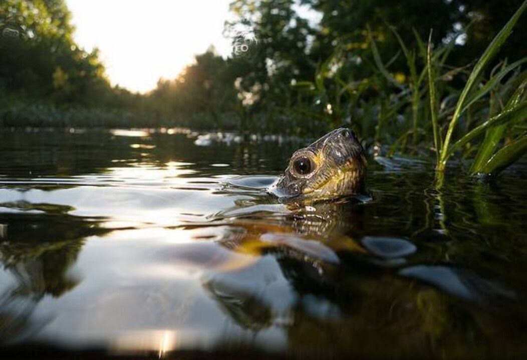 Photo of Others in Chestnut Springs
