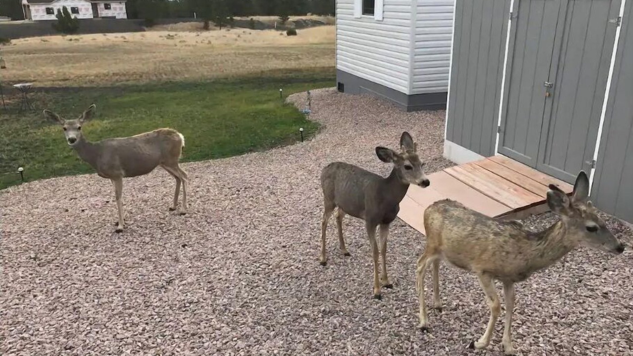 Photo of Outdoor in Pine Haven