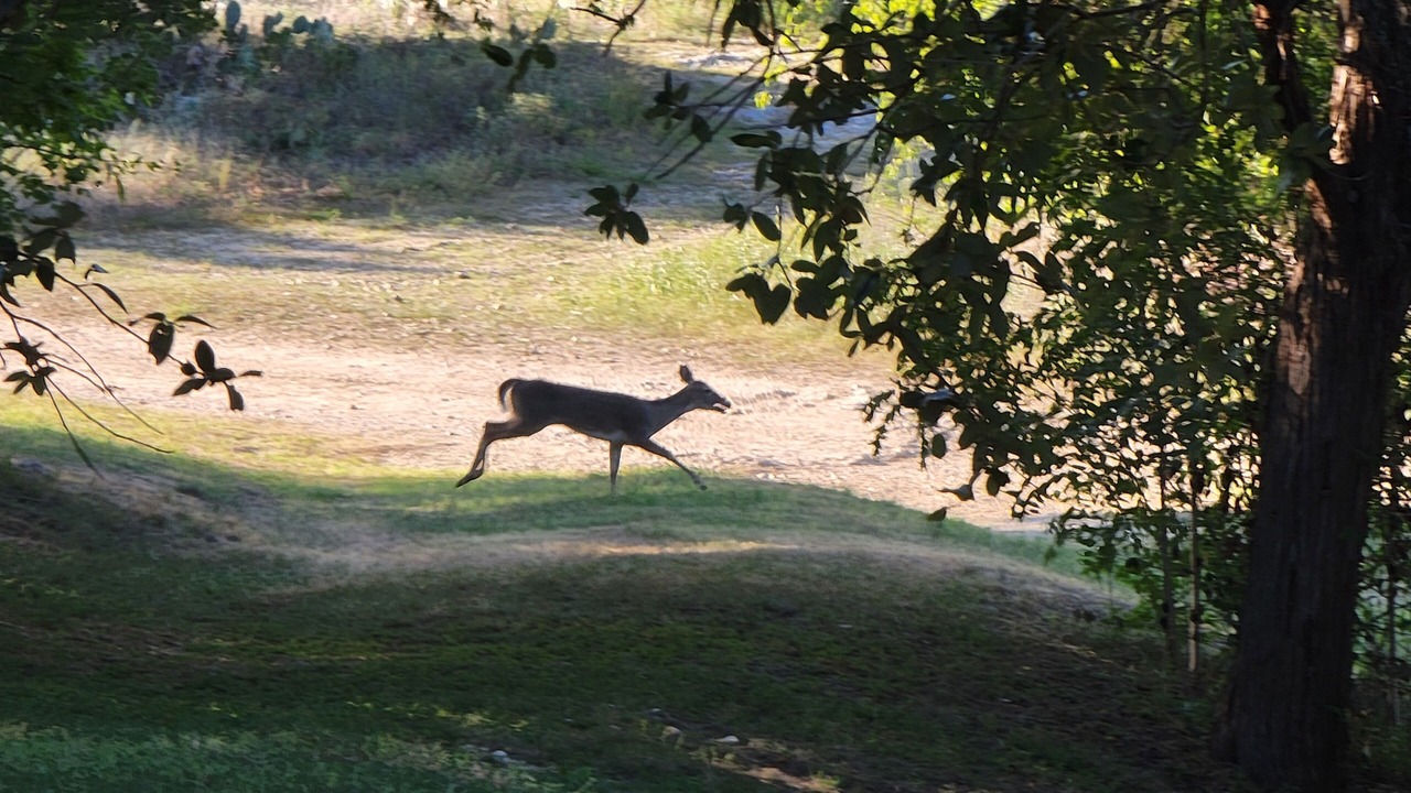 Photo of Others in Laguna Park