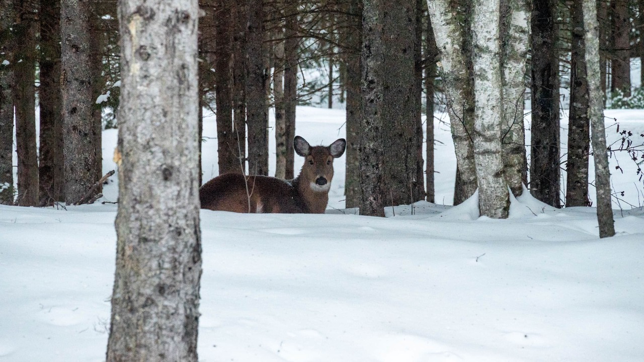 Photo of Outdoor in Saint-Alexis-des-Monts