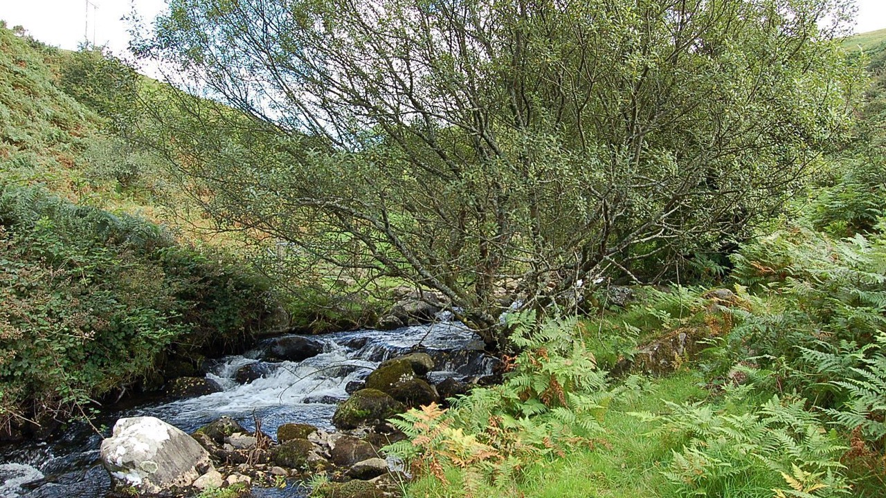 Photo of Others in Dolgellau