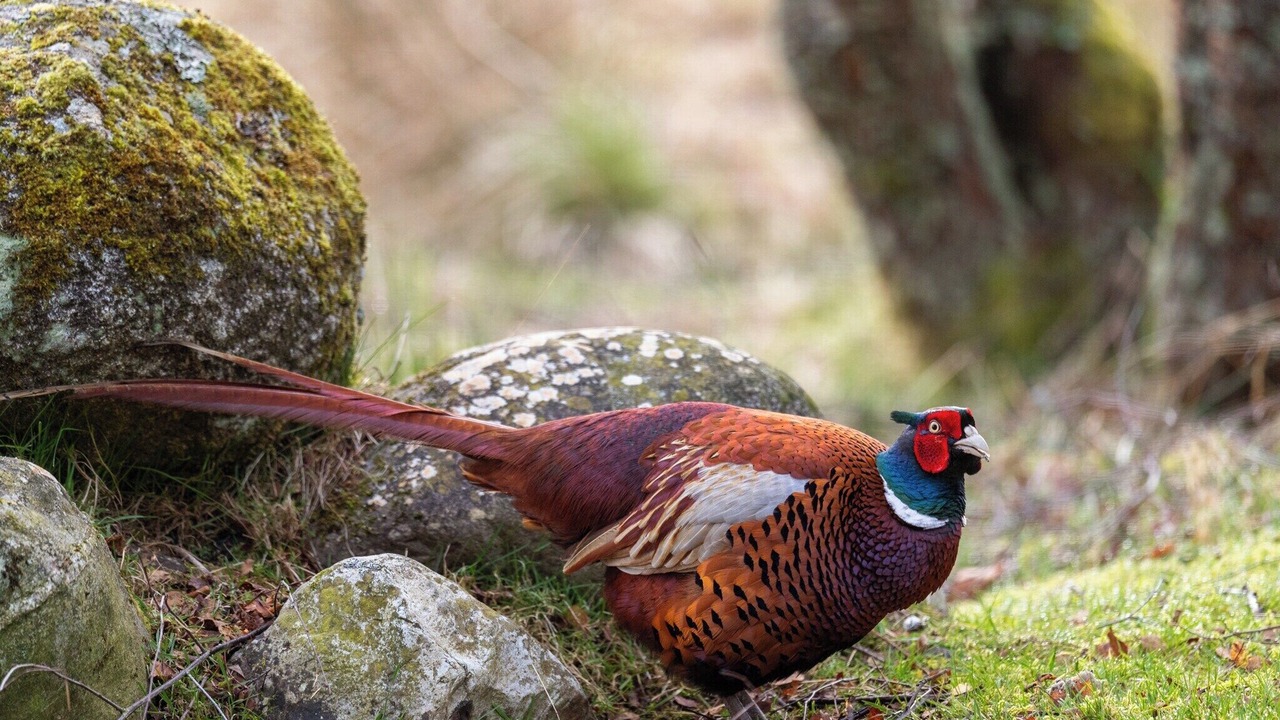 Photo of Others in Whitebridge