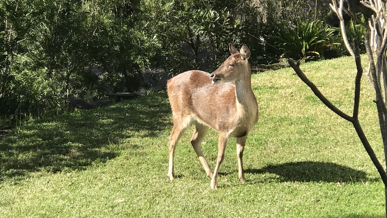Photo of Outdoor in Grays Point