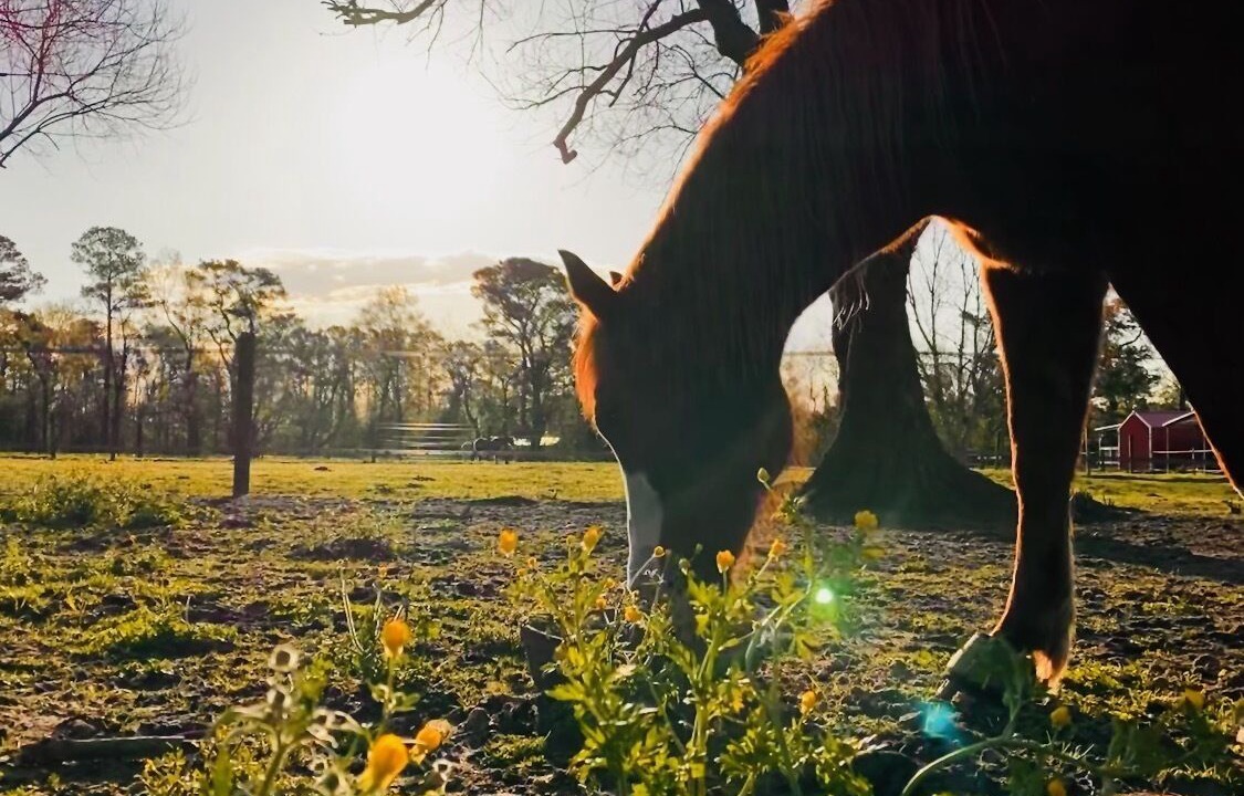 Photo of Outdoor in Castle Hayne