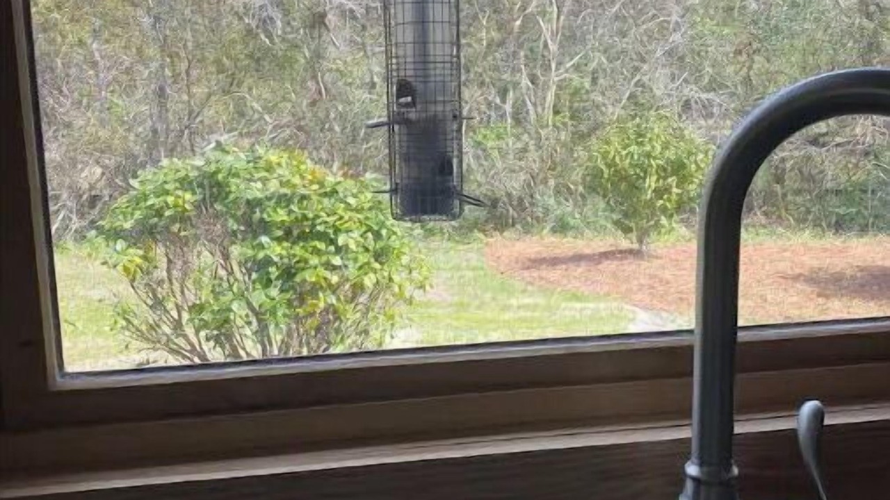 Photo of Others in Johns Island