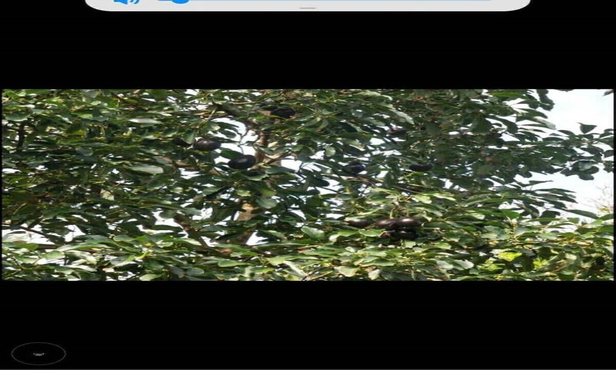 Photo of Others in Hana