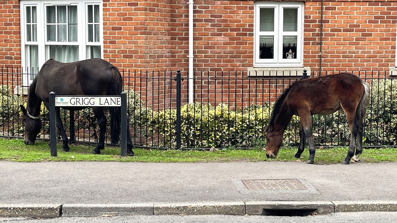 Photo of Others in New Forest District