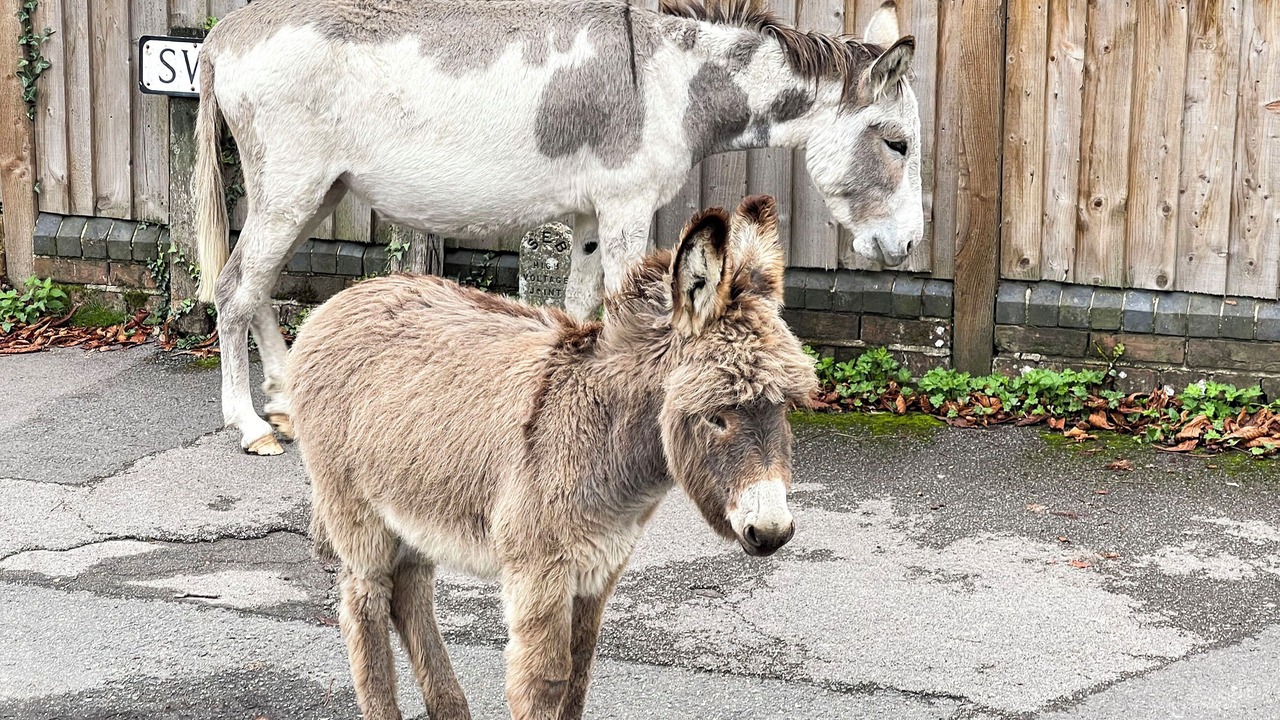 Photo of Others in New Forest District