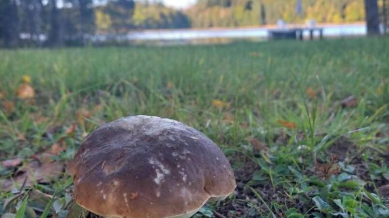 Photo of Outdoor in Neuvic