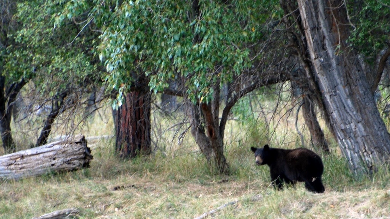 Photo of Others in Curlew