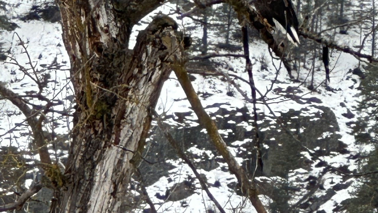 Photo of Others in Curlew