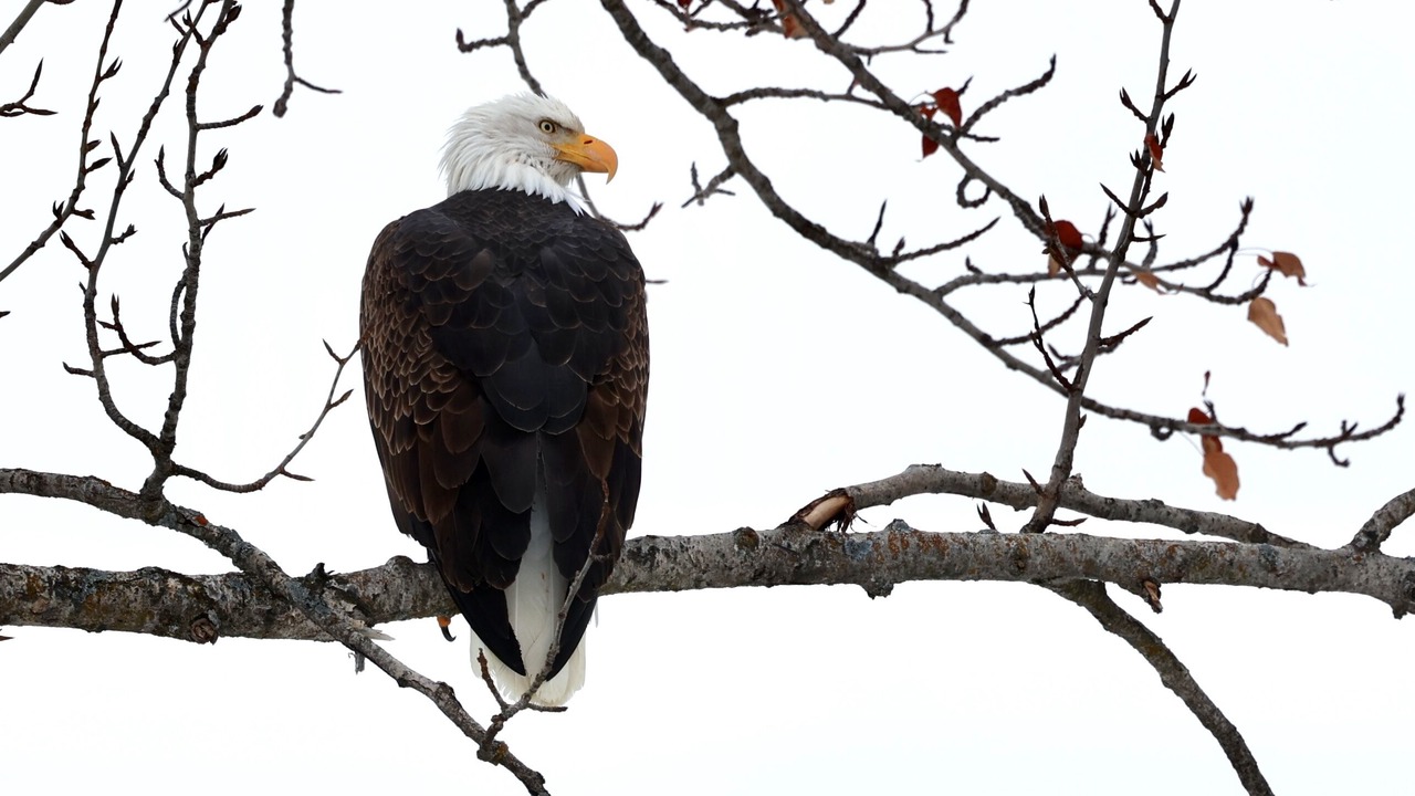Photo of Outdoor in Curlew