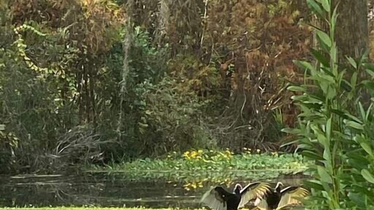 Photo of Outdoor in Crystal River