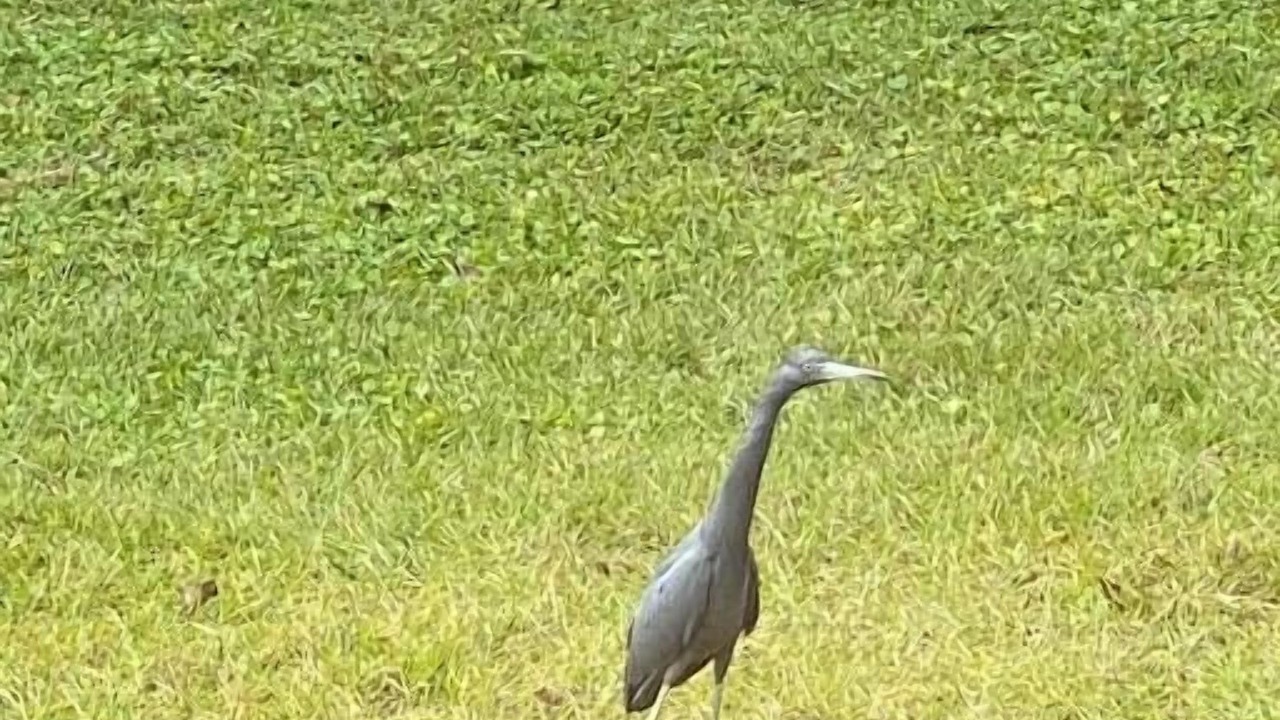 Photo of Others in Crystal River