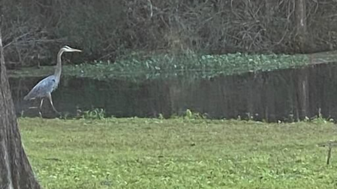 Photo of Others in Crystal River
