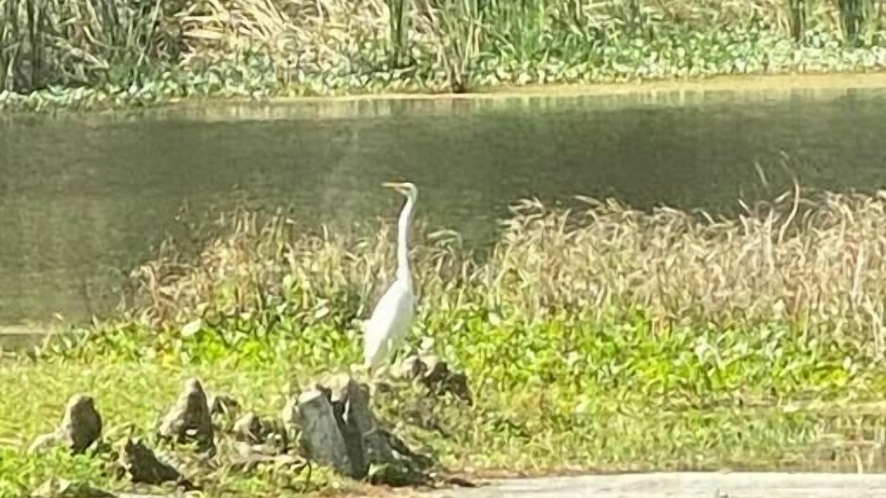Photo of Others in Crystal River