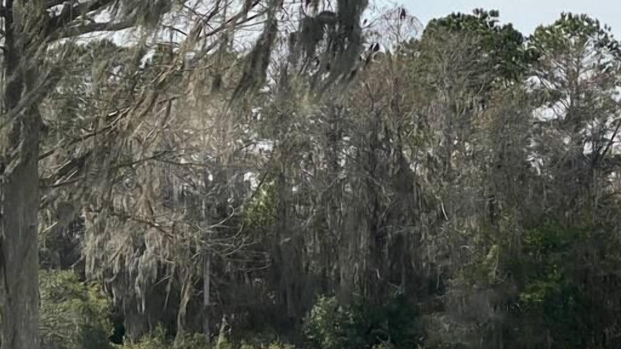 Photo of Others in Crystal River