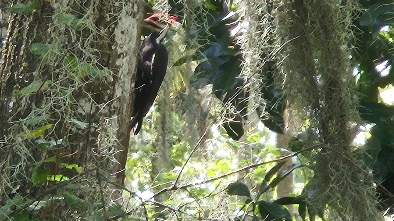 Photo of Others in Titusville
