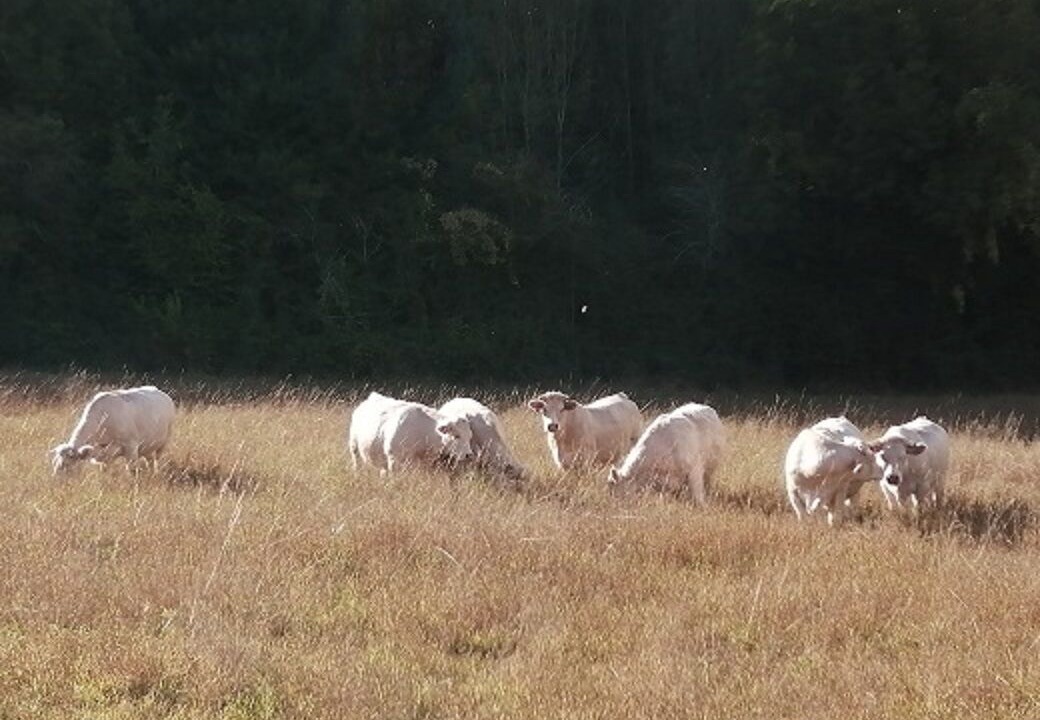 Photo of Others in Saint-Pompain