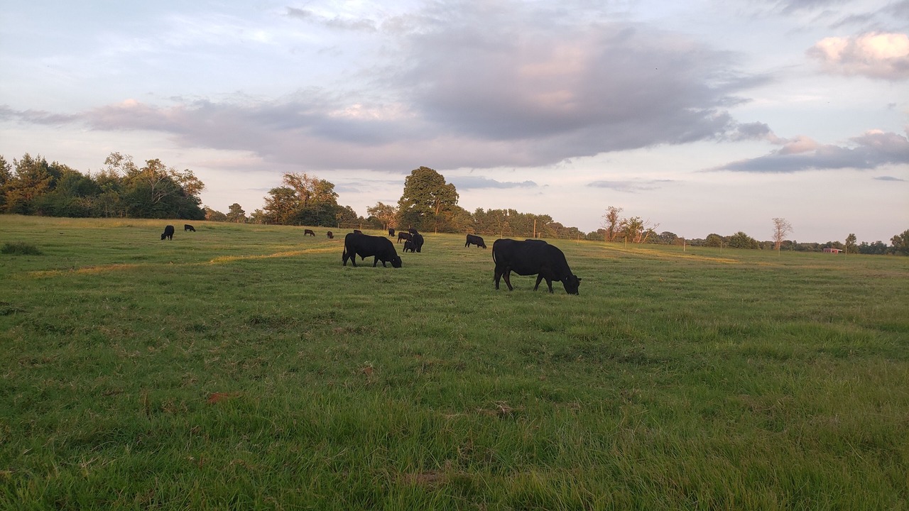 Photo of Others in Rusk