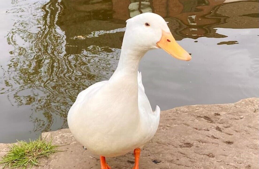 Photo of Others in Parbold