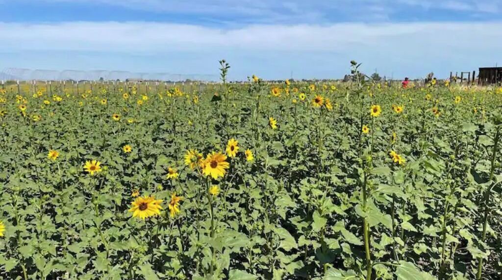 Photo of Outdoor in Tracy