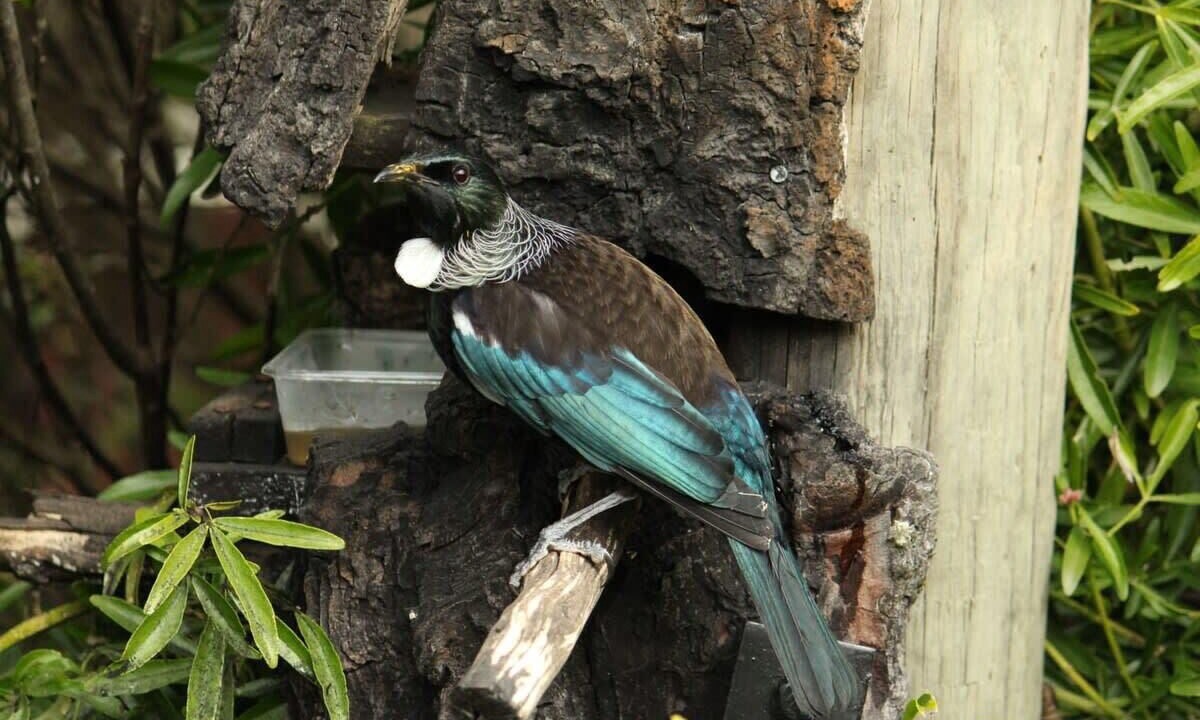 Photo of Others in Owaka