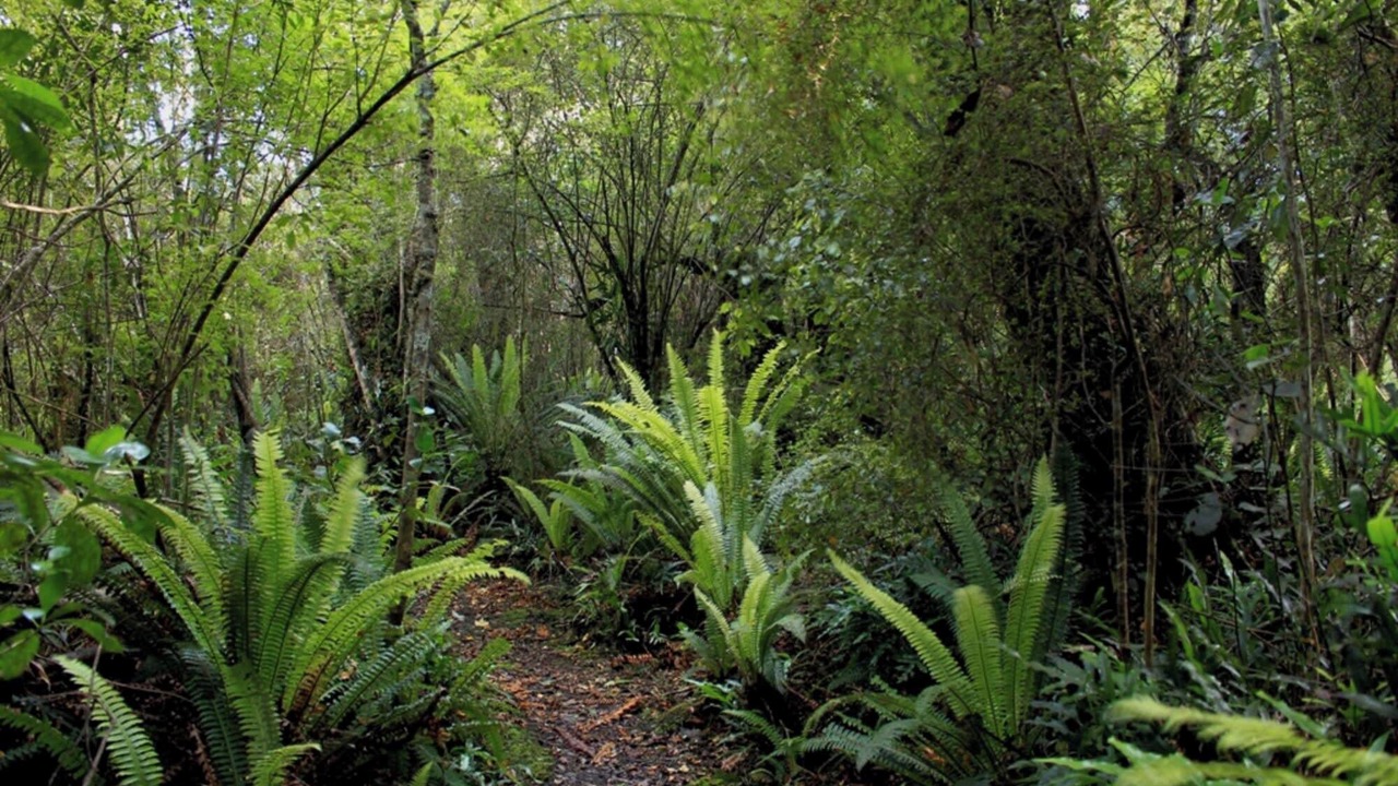 Photo of Outdoor in Owaka