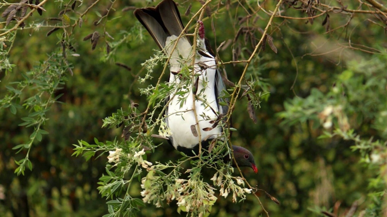 Photo of Others in Owaka