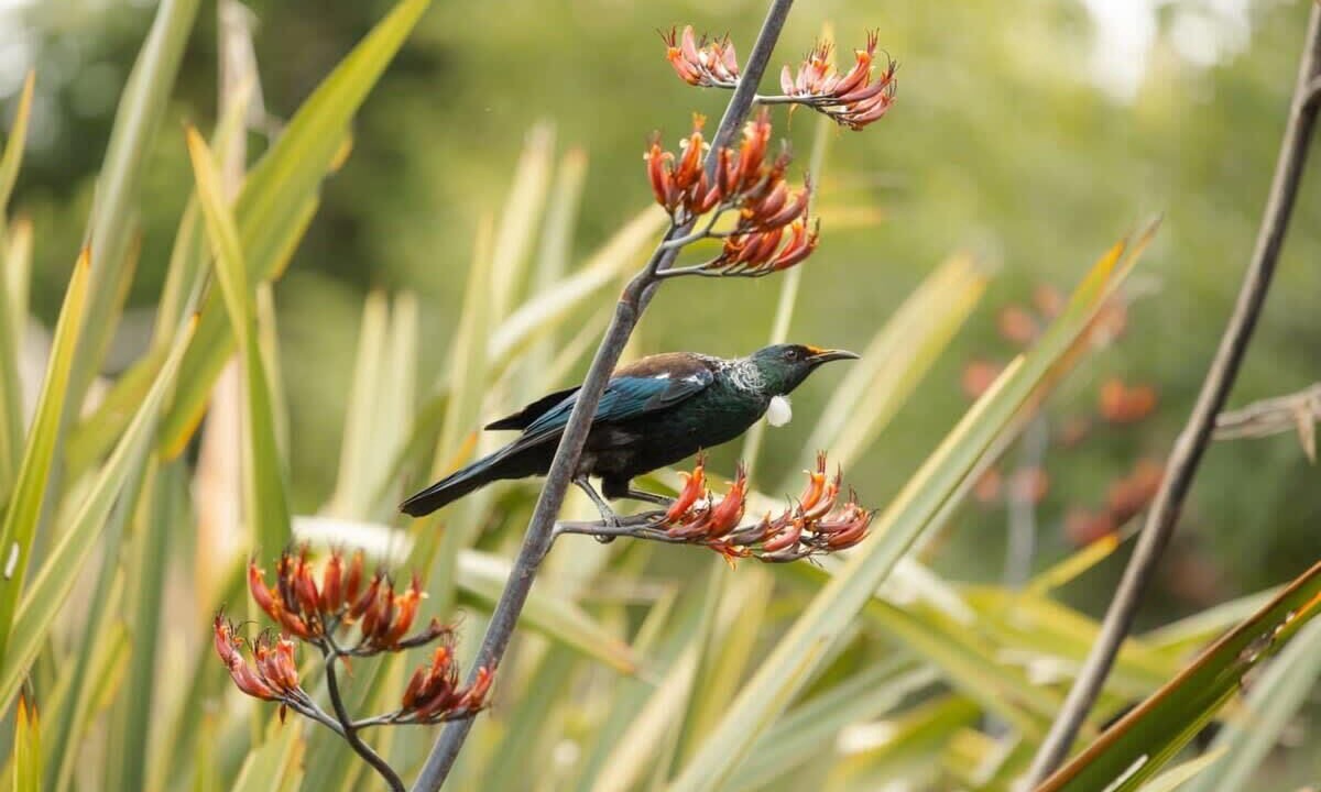 Photo of Others in Owaka